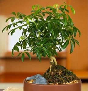 Cây ngũ gia bì hợp tuổi gì