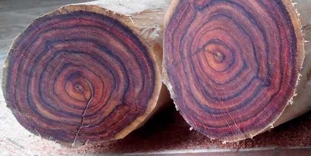 Phân biệt sưa trắng và sưa đỏ